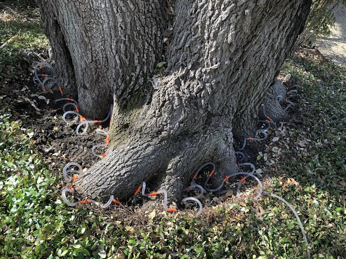 Detailed Tree Cabling and Bracing job site in Hanoverton