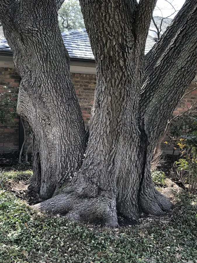 Mature heritage tree close to a Hanoverton property cared for by certified arborists